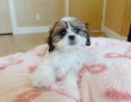 10 week old Teddy Bear Puppy For Sale - Seaside Pups