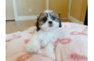 Teddy Bear Puppy for Adoption