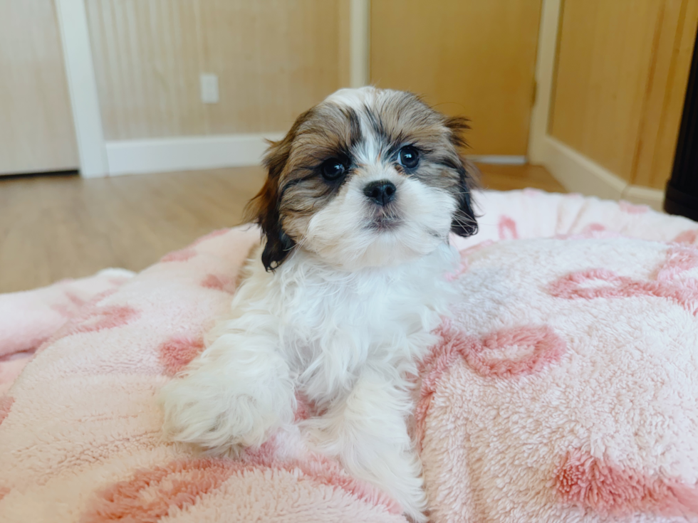 Teddy Bear Puppy for Adoption