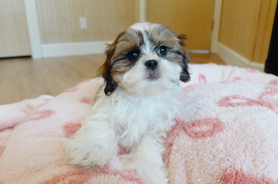 Teddy Bear Puppy for Adoption