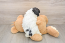 Funny Teddy Bear Designer Pup