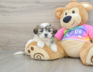 8 week old Teddy Bear Puppy For Sale - Seaside Pups