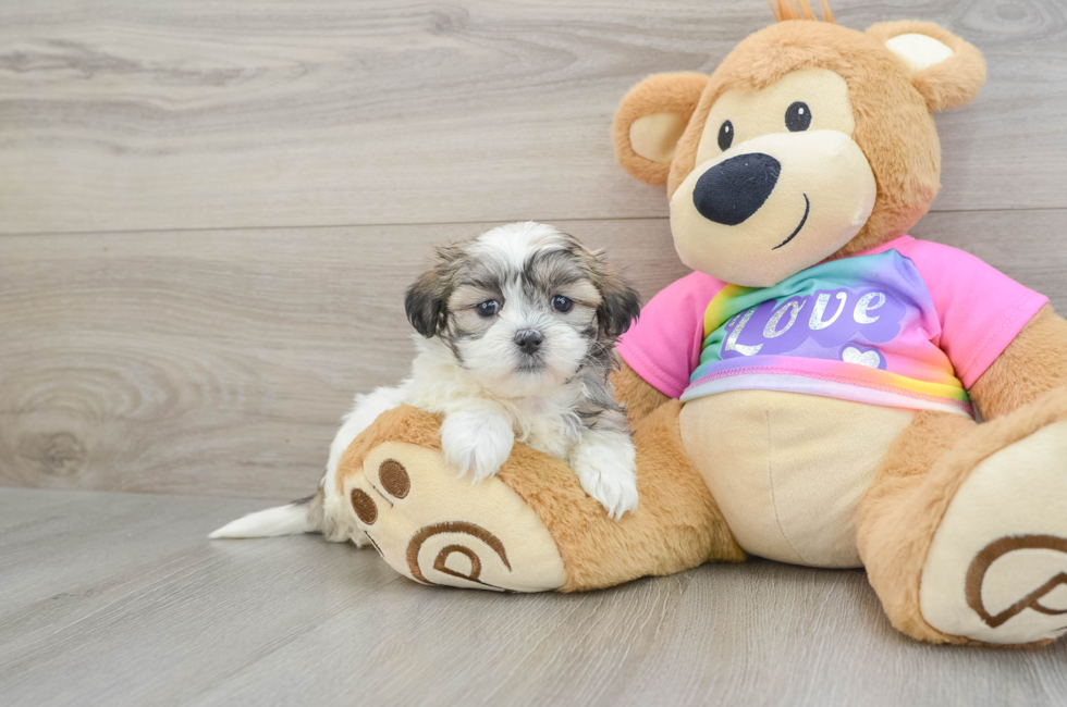 8 week old Teddy Bear Puppy For Sale - Seaside Pups