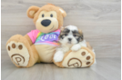 Funny Teddy Bear Designer Pup