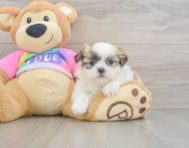 7 week old Teddy Bear Puppy For Sale - Seaside Pups