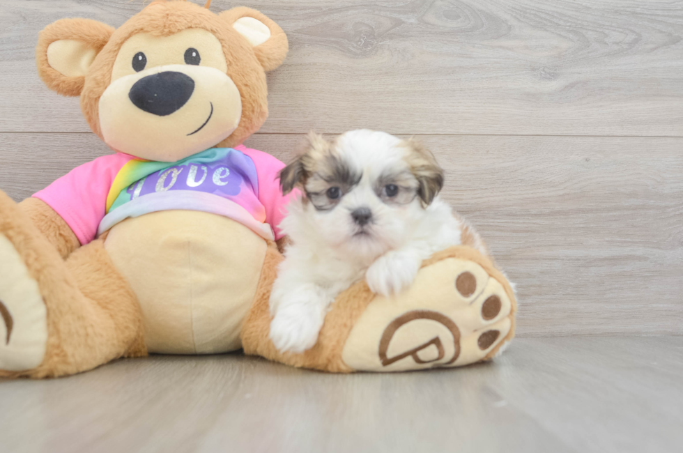 6 week old Teddy Bear Puppy For Sale - Seaside Pups