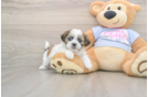 Happy Teddy Bear Baby