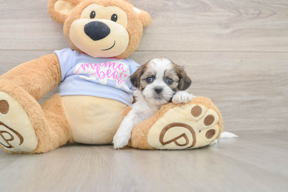 Teddy Bear Puppy for Adoption