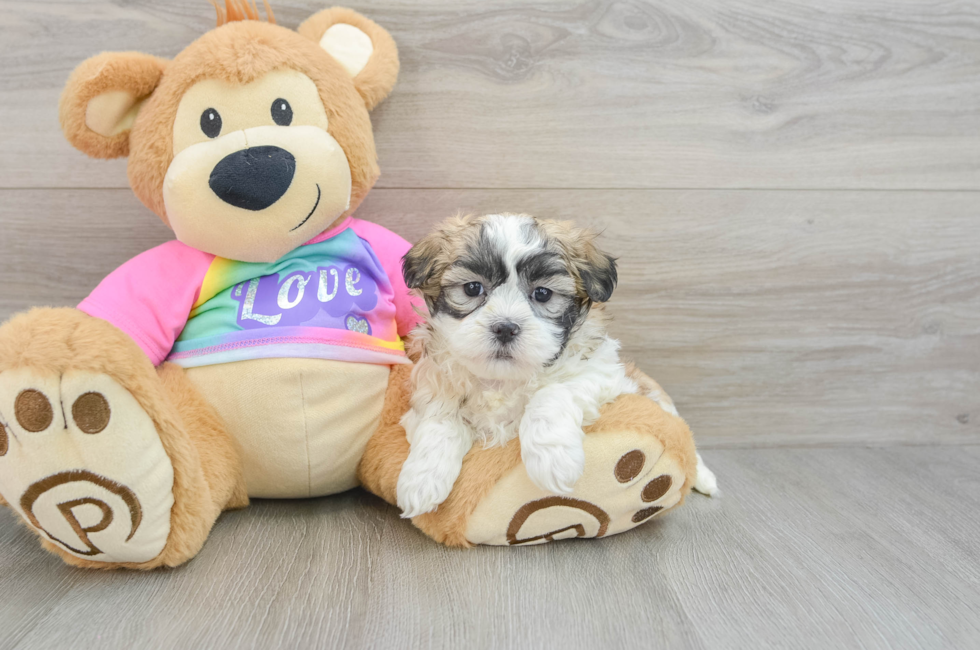 8 week old Teddy Bear Puppy For Sale - Seaside Pups