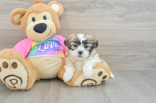 Teddy Bear Pup Being Cute