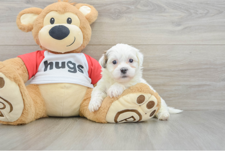 Teddy Bear Puppy for Adoption
