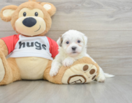 6 week old Teddy Bear Puppy For Sale - Seaside Pups