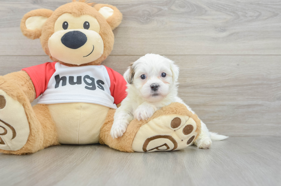 6 week old Teddy Bear Puppy For Sale - Seaside Pups