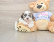 6 week old Teddy Bear Puppy For Sale - Seaside Pups