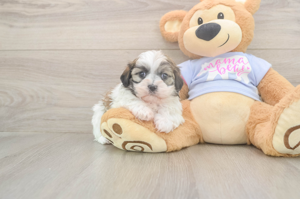 5 week old Teddy Bear Puppy For Sale - Seaside Pups