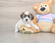 8 week old Teddy Bear Puppy For Sale - Seaside Pups