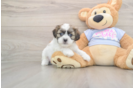 Happy Teddy Bear Baby