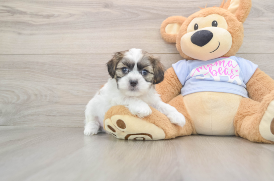 Happy Teddy Bear Baby
