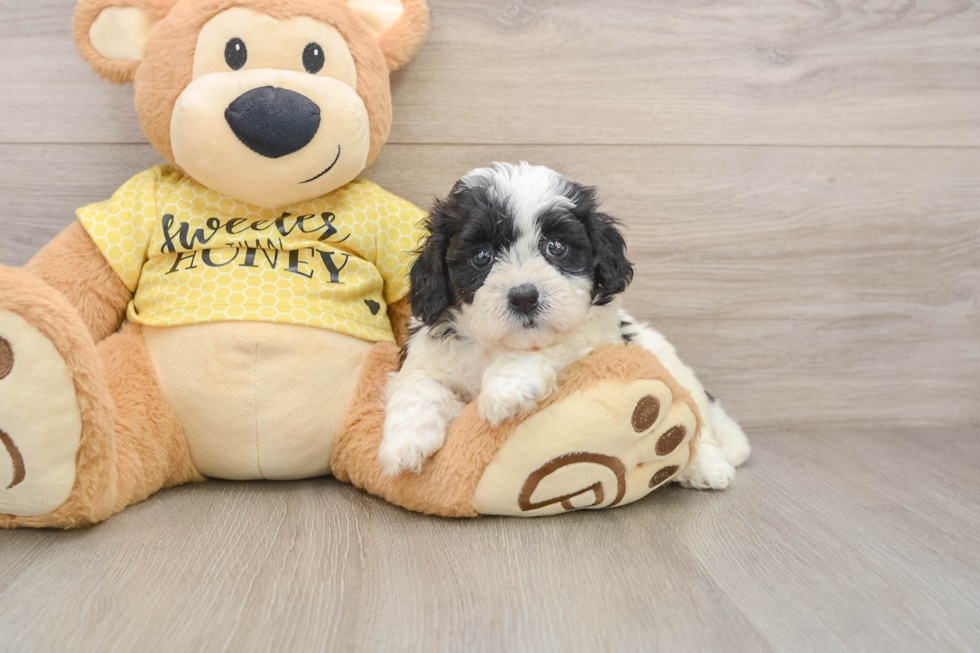 Little Shi Chon Designer Puppy