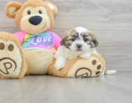 8 week old Teddy Bear Puppy For Sale - Seaside Pups