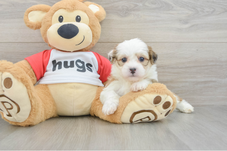 Smart Teddy Bear Designer Pup