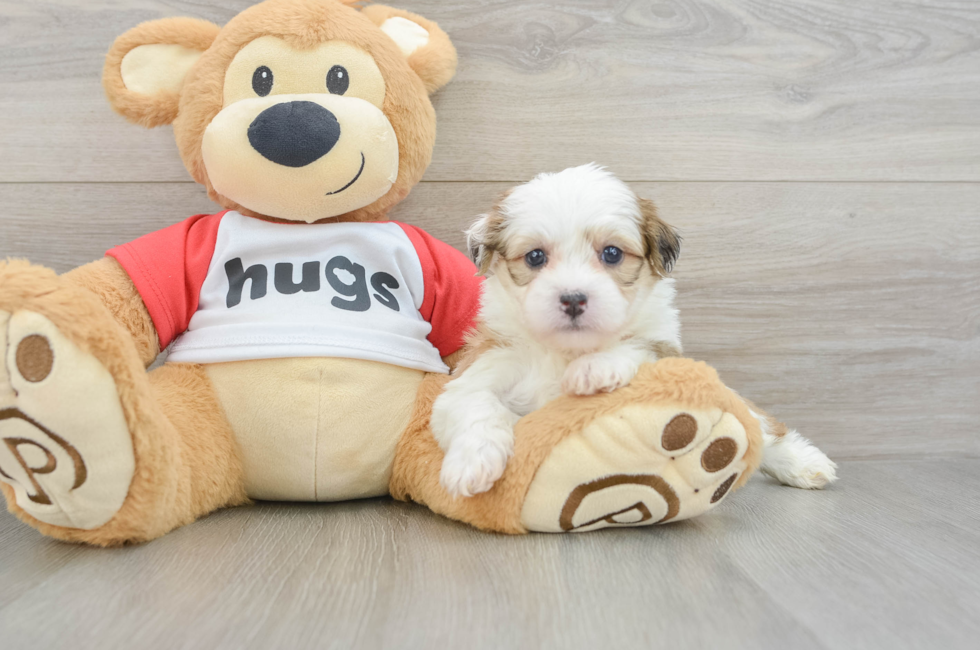 6 week old Teddy Bear Puppy For Sale - Seaside Pups