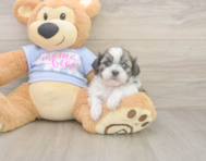 6 week old Teddy Bear Puppy For Sale - Seaside Pups