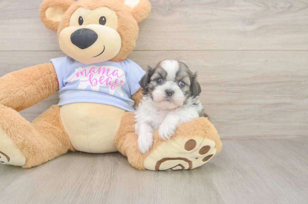 5 week old Teddy Bear Puppy For Sale - Seaside Pups