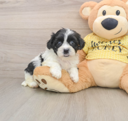 8 week old Teddy Bear Puppy For Sale - Seaside Pups