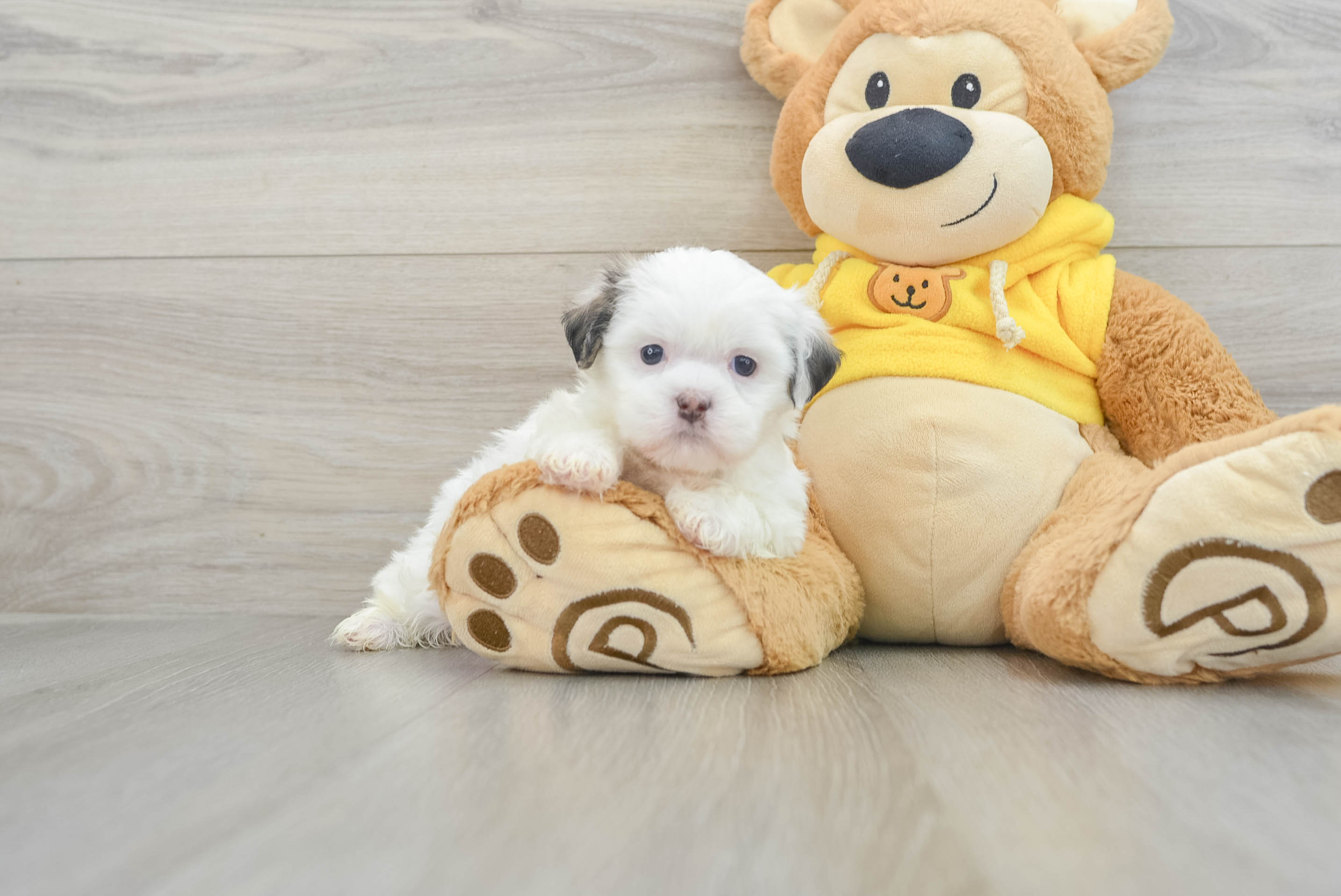 Petite Teddy Bear Designer Pup