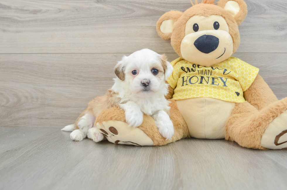 7 week old Teddy Bear Puppy For Sale - Seaside Pups