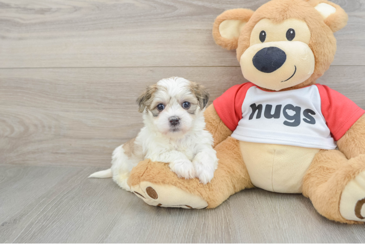 Happy Teddy Bear Baby