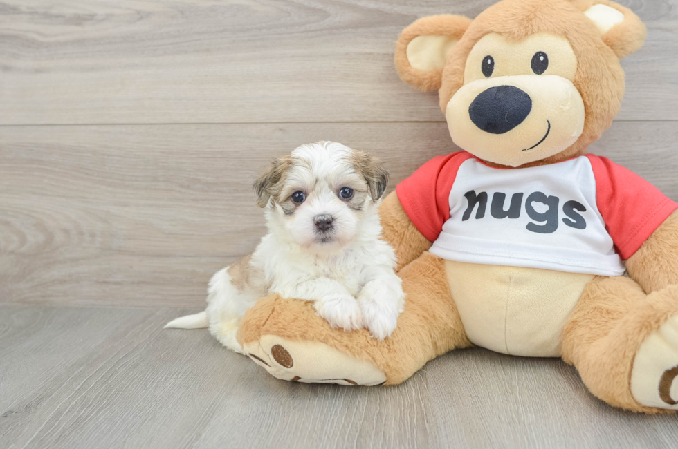 6 week old Teddy Bear Puppy For Sale - Seaside Pups