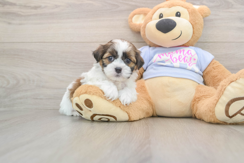 Best Teddy Bear Baby