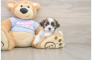 Best Teddy Bear Baby