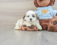 7 week old Teddy Bear Puppy For Sale - Seaside Pups