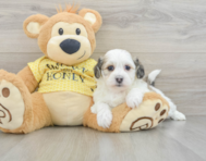 8 week old Teddy Bear Puppy For Sale - Seaside Pups