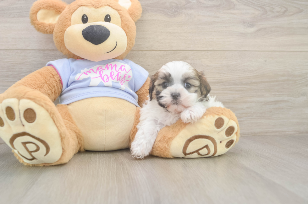 5 week old Teddy Bear Puppy For Sale - Seaside Pups