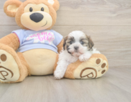 6 week old Teddy Bear Puppy For Sale - Seaside Pups 6 week old Teddy Bear Puppy For Sale - Seaside Pups