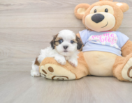 8 week old Teddy Bear Puppy For Sale - Seaside Pups