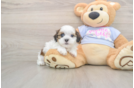 Teddy Bear Pup Being Cute