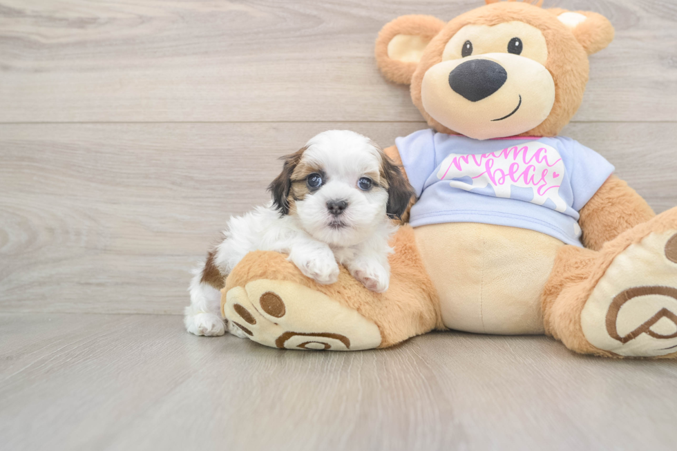 Teddy Bear Pup Being Cute
