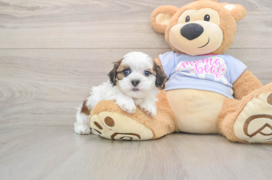 Teddy Bear Pup Being Cute