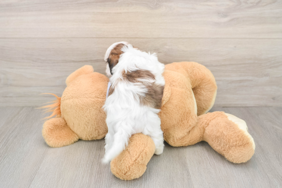 Best Teddy Bear Baby