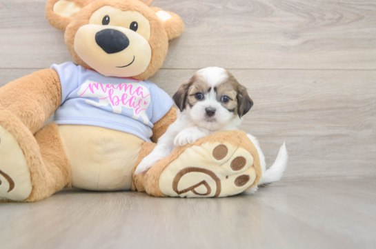 Teddy Bear Puppy for Adoption