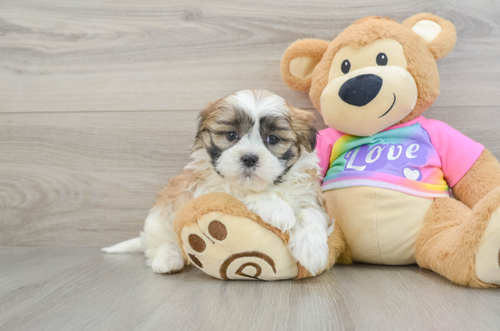 6 week old Teddy Bear Puppy For Sale - Seaside Pups