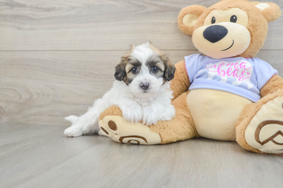 6 week old Teddy Bear Puppy For Sale - Seaside Pups