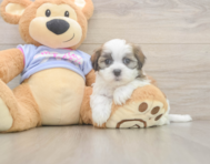 5 week old Teddy Bear Puppy For Sale - Seaside Pups