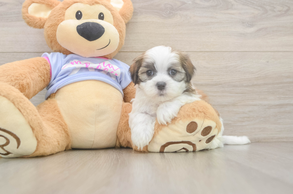 6 week old Teddy Bear Puppy For Sale - Seaside Pups