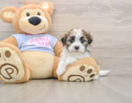 5 week old Teddy Bear Puppy For Sale - Seaside Pups